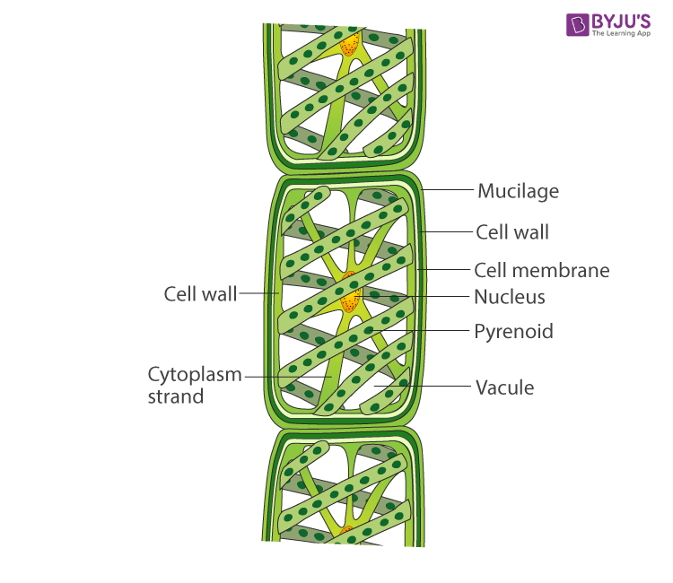 Spirogyra