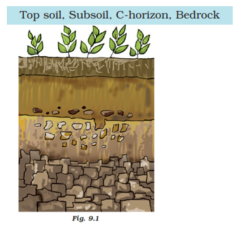 NCERT Exemplar Solutions Class 7 Science Chapter 9-sol-3