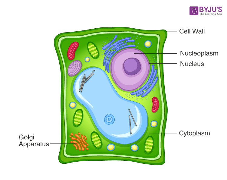 plant cell