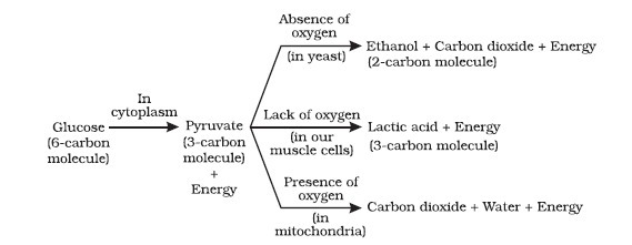 glucose three pathways
