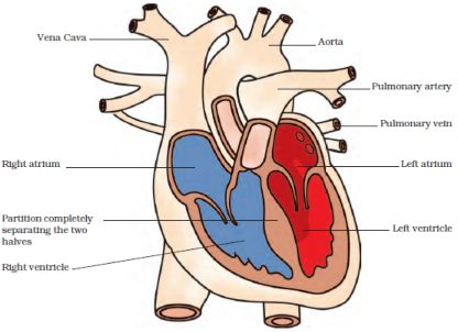 human heart