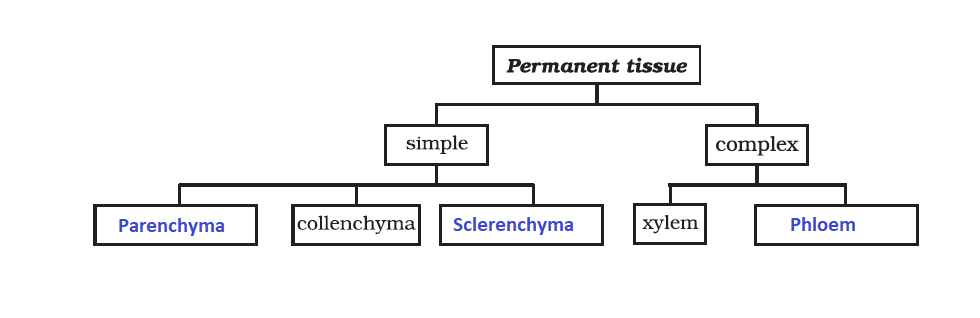 NCERT Solution for Class 9 Science Chapter 6 Question No 15 Solution