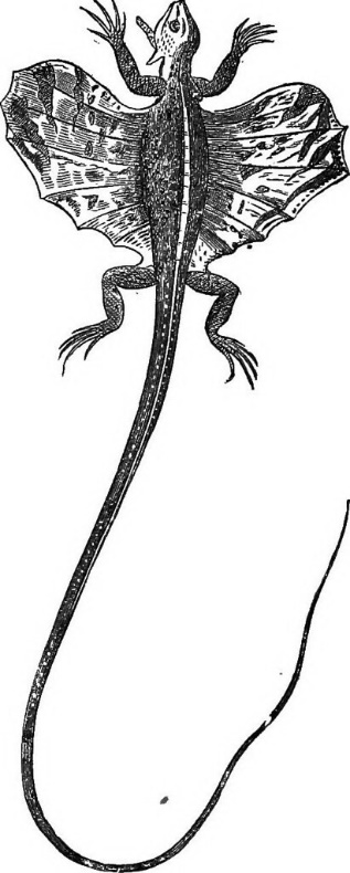 flying lizard
