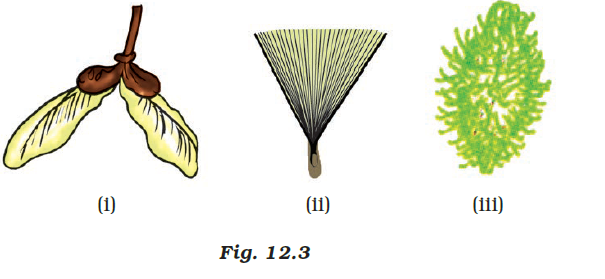 NCERT Exemplar Solutions Class 7 Science Chapter 12-sol-5