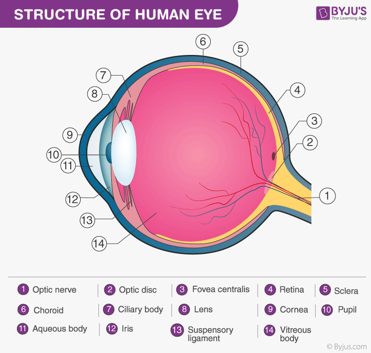 ncert solutions class 10 science chapter 11 human eye and colorful world fig 7