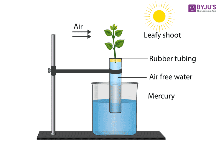 NCERT Exemplar Solutions of Class 11 Biology Chapter 11 Transport in plants-5