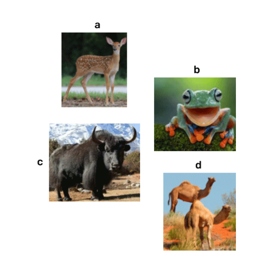 seo images