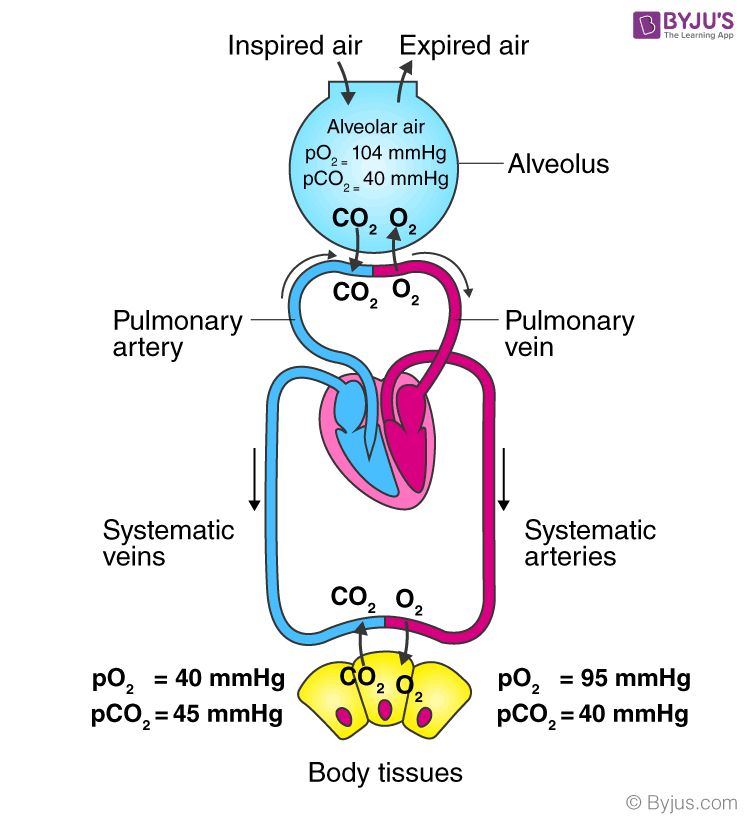 NCERT Exemplar Solution of Class 11 Biology Chapter 17 Breathing and Exchange of Gases-1