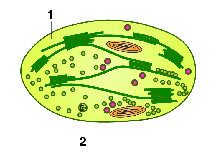 NCERT Exemplar Solution of Class 11 Biology Chapter 13 Photosynthesis in Higher Plants-1