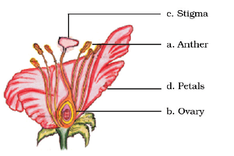 NCERT Exemplar Solutions Class 7 Science Chapter 12-sol-7