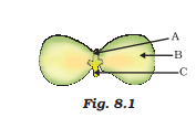 plumule,cotuledon and radicle