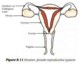 human female reproductive system
