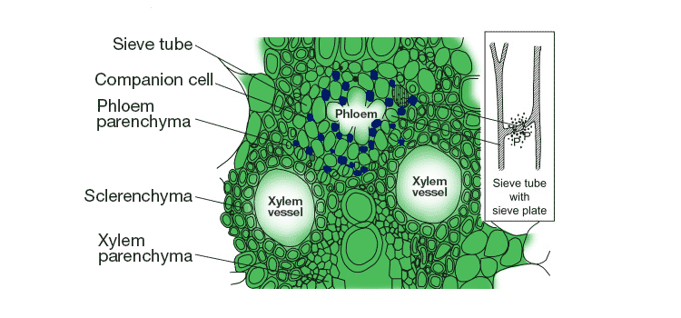 components of xylem