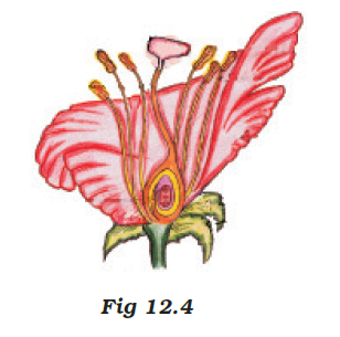 NCERT Exemplar Solutions Class 7 Science Chapter 12-sol-6