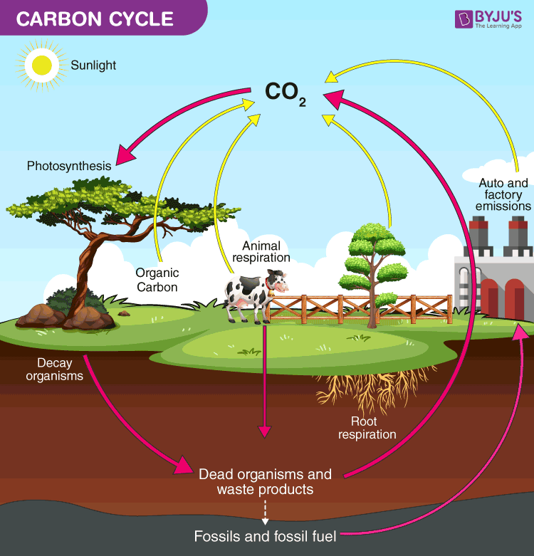 NCERT solutions class 12 Biology chapter 14 - 6