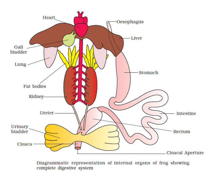 Frog digestive system