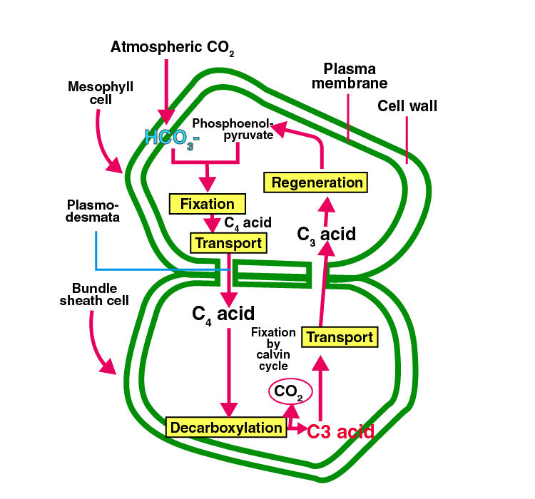 NCERT Exemplar Solution of Class 11 Biology Chapter 13 Photosynthesis in Higher Plants-4