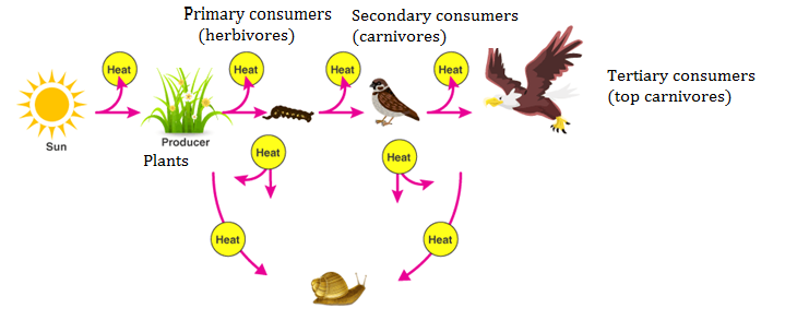 NCERT solutions class 12 Biology chapter 14 - 5