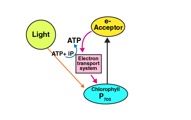 NCERT Exemplar Solution of Class 11 Biology Chapter 13 Photosynthesis in Higher Plants-3