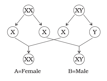 NCERT Exemplar Class 8 Science chapter 10 Solutions fig 3