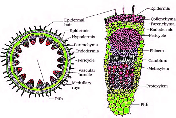 NCERT solutions Biology chapter 6 - image 7