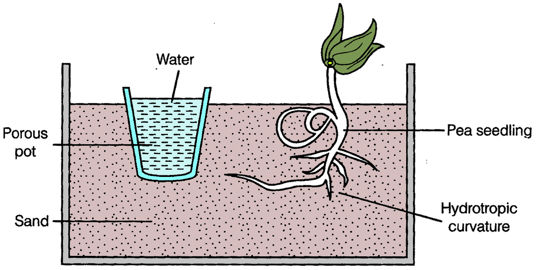 NCERT Solution for Class 10 Science Chapter 7 - image 1