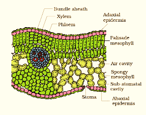 NCERT solutions Biology chapter 6 - image 9