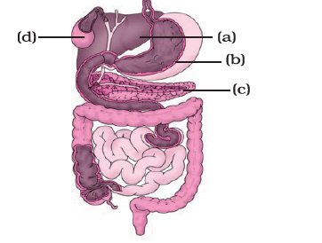 NCERT Exemplar Solutions Class 7 Science Chapter 2-sol-5