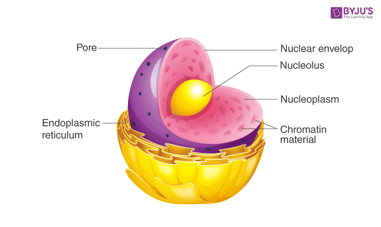 eukaryotic nucleus