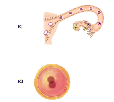 NCERT Exemplar Class 8 Science chapter 9 Solutions fig 9