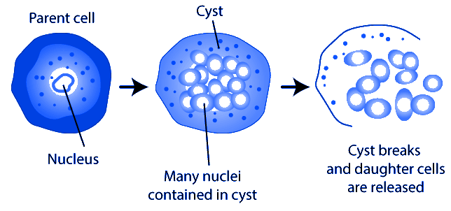 seo images