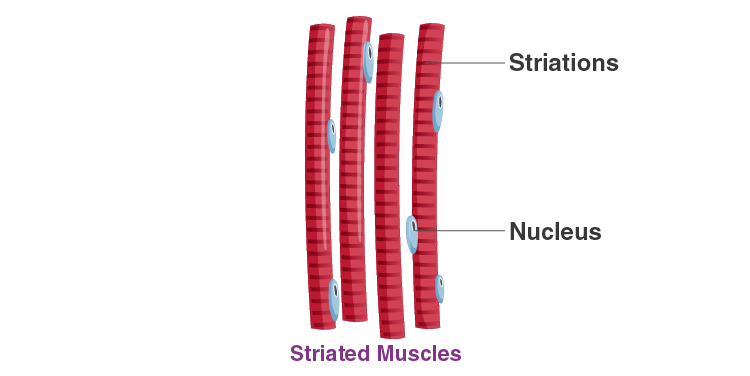 NCERT Solution for Class 9 Science Chapter 6 Tissues Question No 6 - 3 Solution
