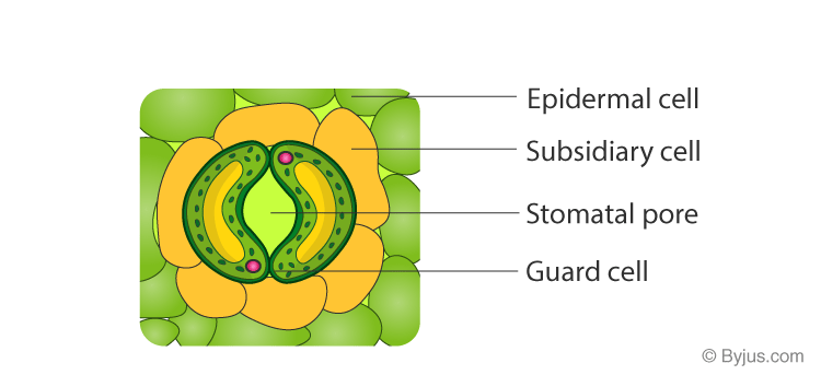 NCERT Exemplar Solutions of Class 11 Biology Chapter 6 Anatomy of Flowering Plants-1