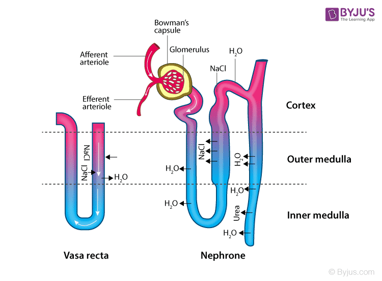 NCERT Exemplar Solution of Class 11 Biology Chapter 19 Excretory Products and their Elimination-4