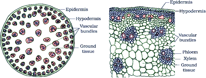 NCERT solutions Biology chapter 6 - image 6