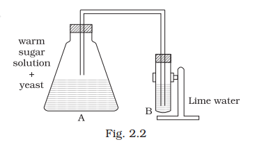 NCERT Exemplar Class 8 Science chapter 2 Solutions fig 2
