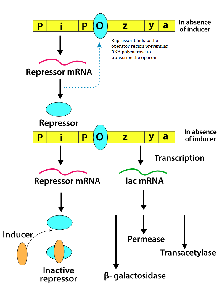 NCERT solutions class 12 biology Chapter 6 - 2