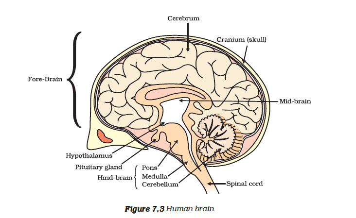 human brain