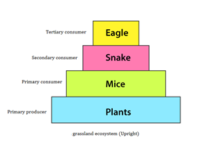 NCERT solutions class 12 Biology chapter 14 - 2