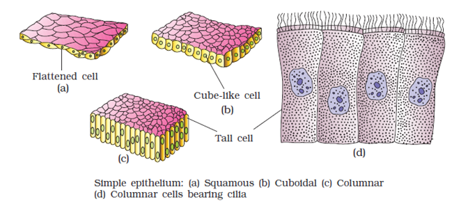 Simple and compound epithelium