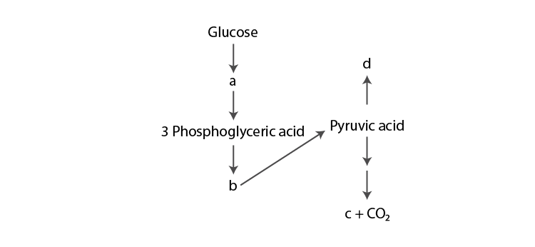 NCERT Exemplar Solution of Class 11 Biology Chapter 14 Respiration in Plants-5