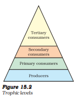 ncert solutions class 10 science chapter 15 our environment fig 2