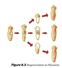 Regeneration of Planaria