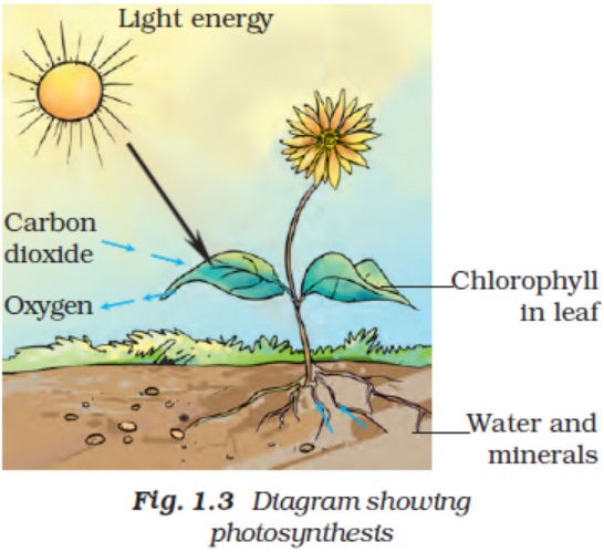 sketch that plants are the ultimate source of food