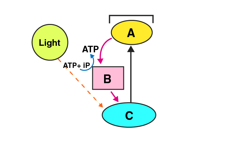 NCERT Exemplar Solution of Class 11 Biology Chapter 13 Photosynthesis in Higher Plants-6
