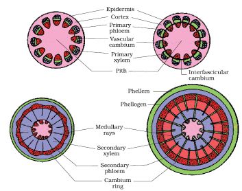 NCERT solutions Biology chapter 6 - image 1