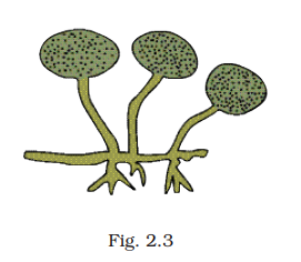 NCERT Exemplar Class 8 Science chapter 2 Solutions fig 3