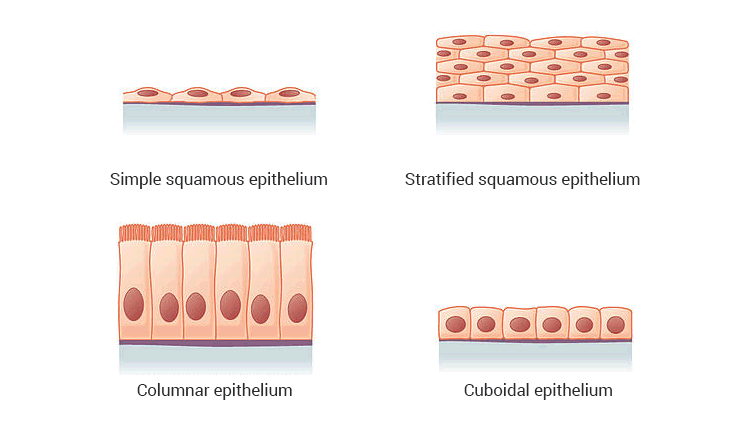 types of epithelium