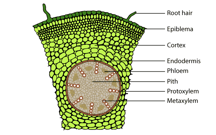 NCERT solutions Biology chapter 6 - image 2