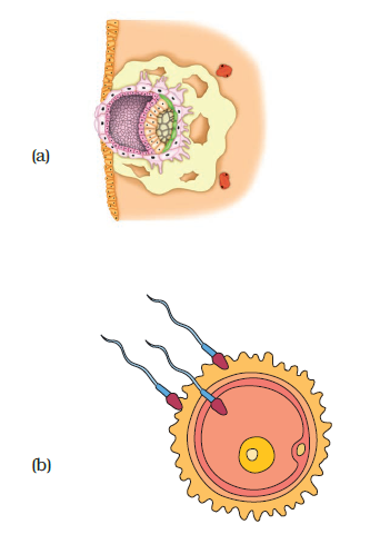 NCERT Exemplar Class 8 Science chapter 9 Solutions fig 8